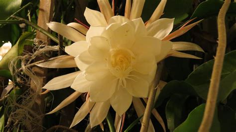 June 14, 2022 by James Glover. Hylocereus undatus is a vine-like plant belonging to the cactus family. Commonly used as an ornamental vine cum a fruit crop, Hylocereus undatus is a terrestrial or epiphytic plant that has …